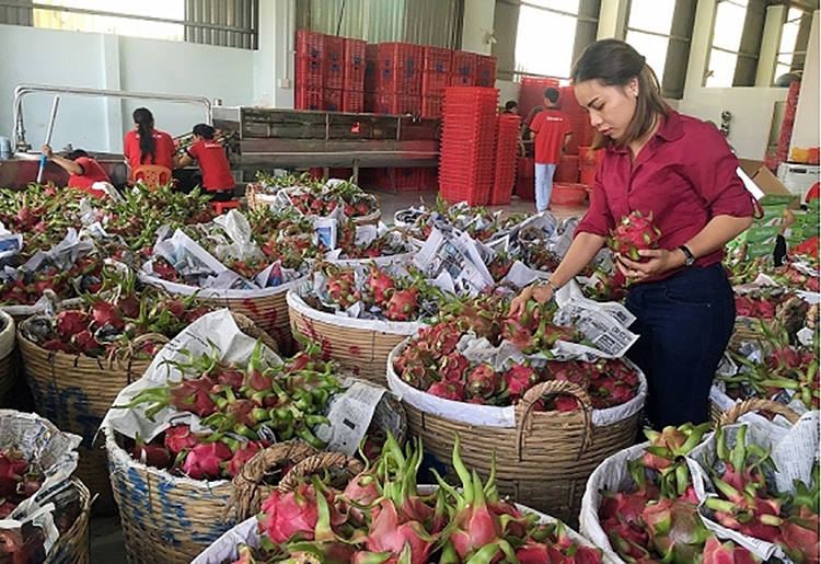 Xuất khẩu trái cây vào EU: Cần tuân thủ truy xuất nguồn gốc